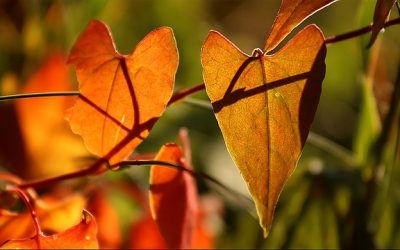Herfst: tijd van loslaten en bezinnen