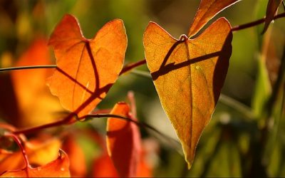 Herfst: tijd van loslaten en bezinnen