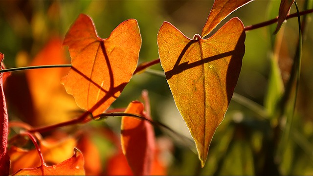 Herfst: tijd van loslaten en bezinnen